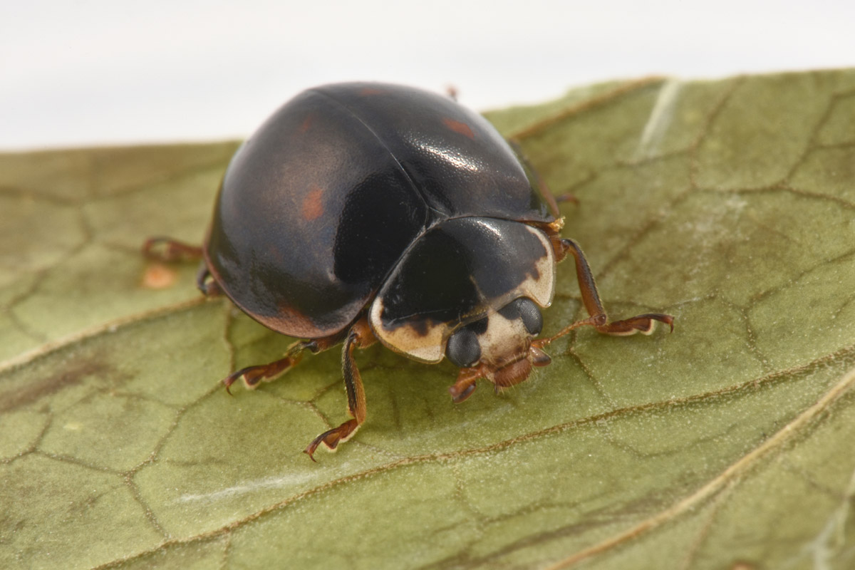 Coccinellidae: Harmonia axyridis